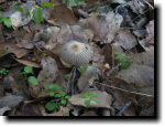 [ Mushrooms ]
