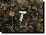 [ Mushrooms ]