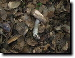 [ Mushrooms ]