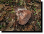 [ Mushrooms ]