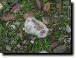 [ Mushrooms ]