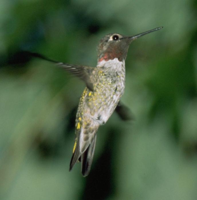 [Anna's hummingbird]