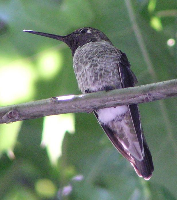 [Anna's hummingbird]