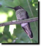 [ Anna's hummingbird ]