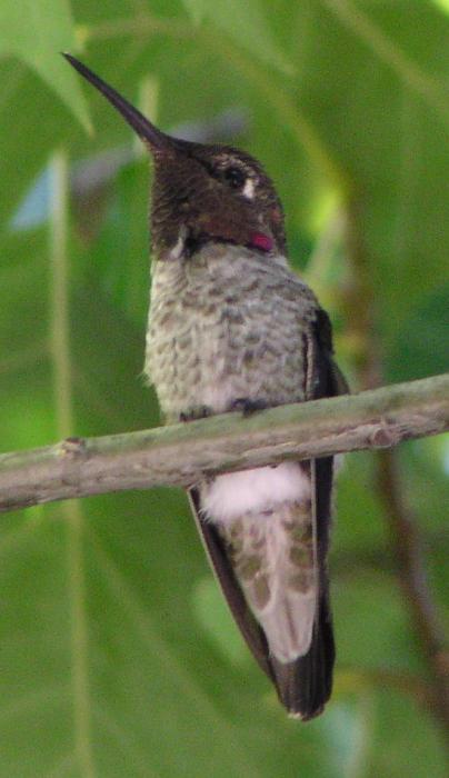 [Anna's hummingbird]