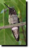 [ Anna's hummingbird ]