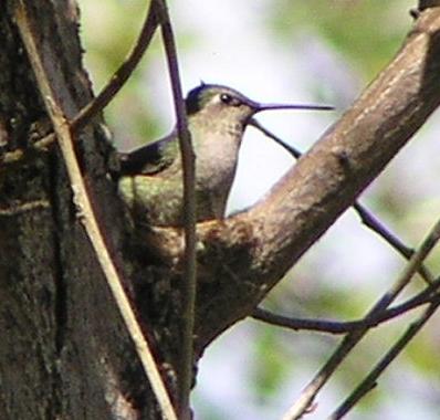 [Anna's hummingbird female]