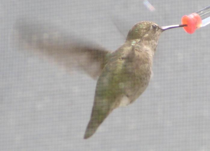 [Anna's hummingbird]