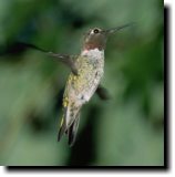 [ Anna's hummingbird ]