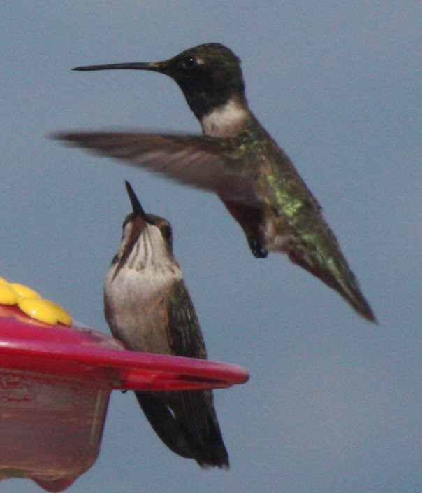 [Black-chinned hummingbird]