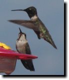 [ Black-chinned hummingbird ]