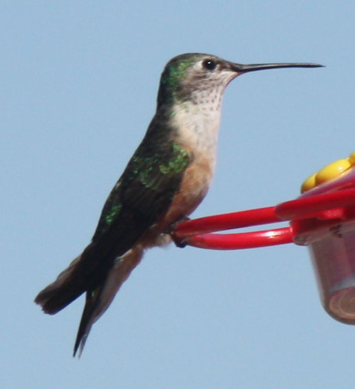 [Broad-tailed hummingbird]