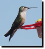 [ Broad-tailed hummingbird ]