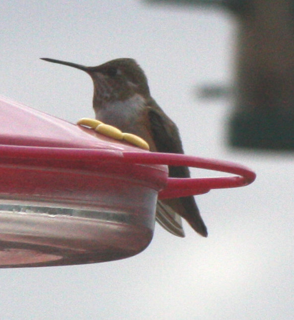 [Calliope hummingbird]