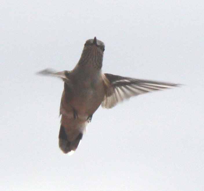 [Calliope hummingbird]