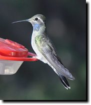 [ Blue-throated hummingbird ]