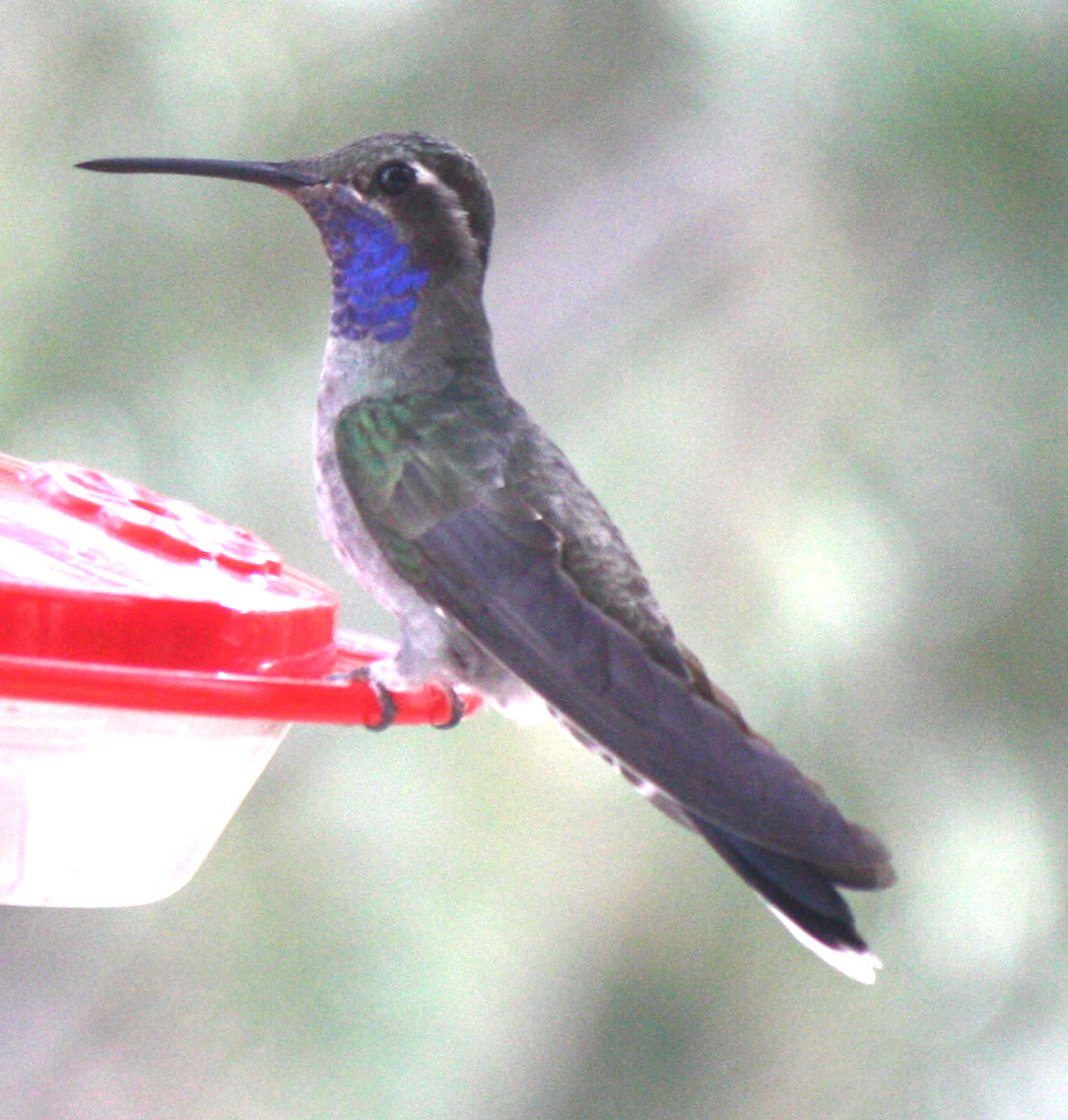 [Blue-throated hummingbird]