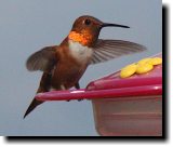 [ Rufous hummingbird ]