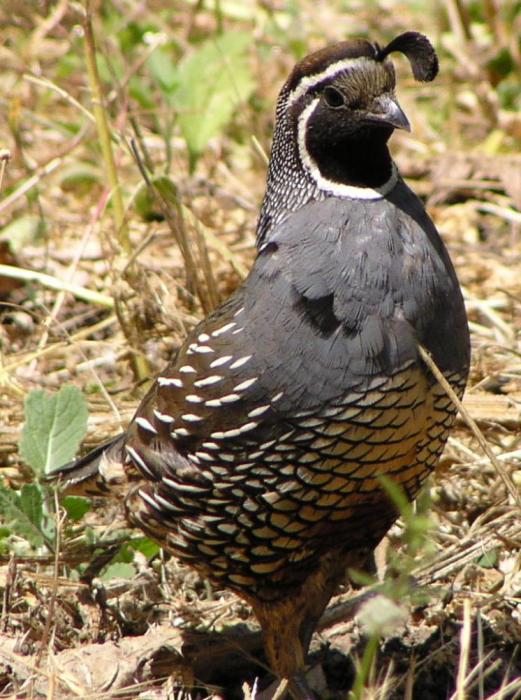 [California quail]