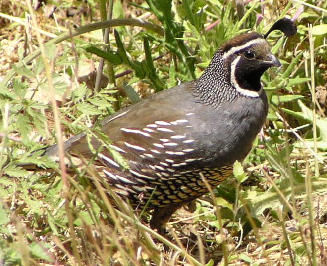 [California quail]