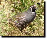 [ California quail ]