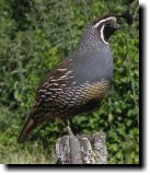 [ California quail ]