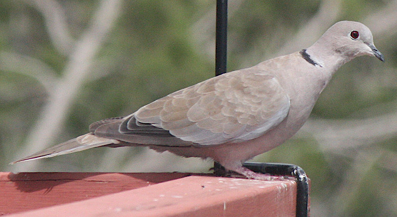 [Eurasian collared dove]