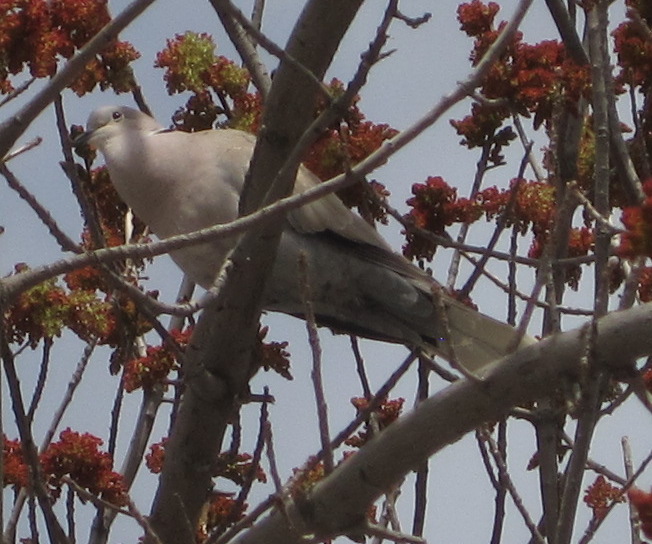 [Eurasian collared dove]