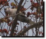 [ Eurasian collared dove ]