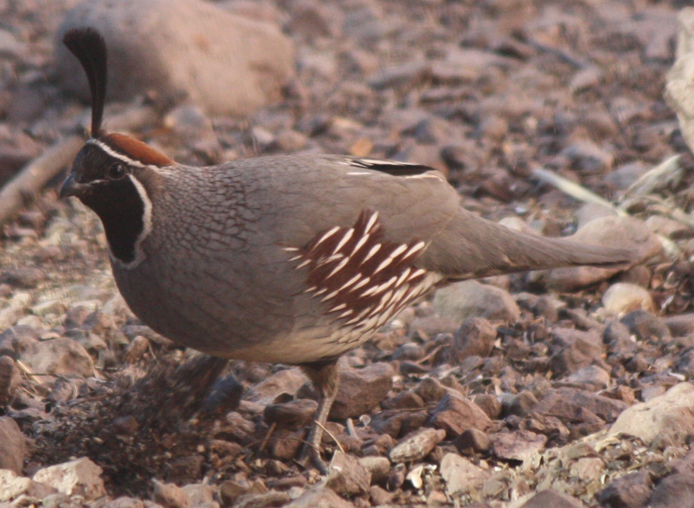 [Gambel's quail]