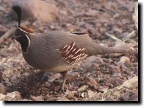 [ Gambel's quail ]