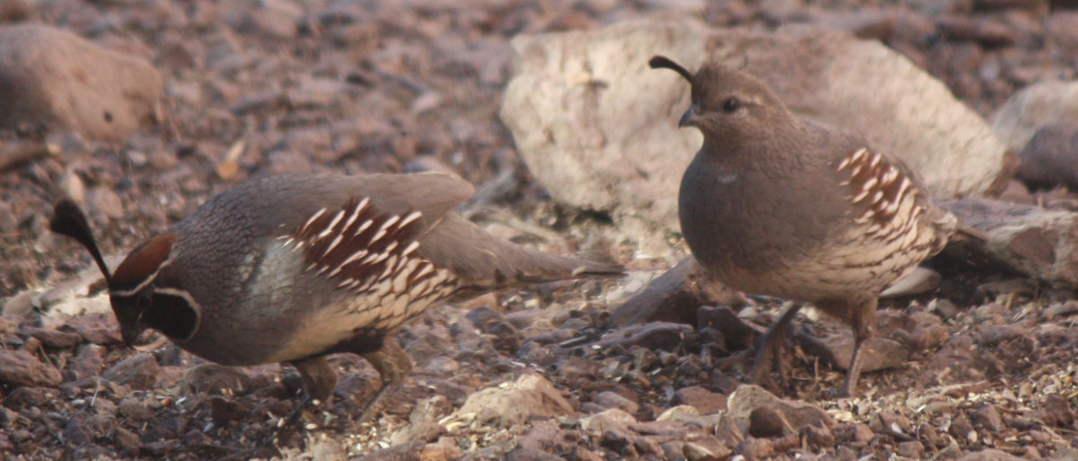 [Gambel's quail]