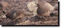 [ Gambel's quail ]