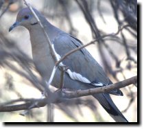 [ White-winged dove ]