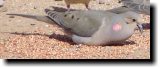 [ Mourning dove ]