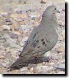 [ Mourning dove ]