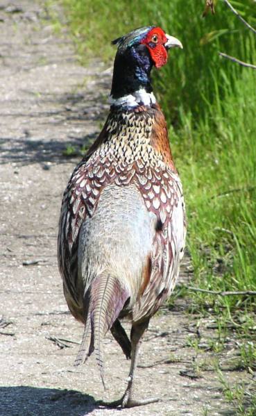 [Ring-necked pheasant]