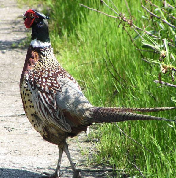 [Ring-necked pheasant]