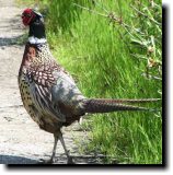 [ Ring-necked pheasant ]