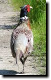 [ Ring-necked pheasant ]