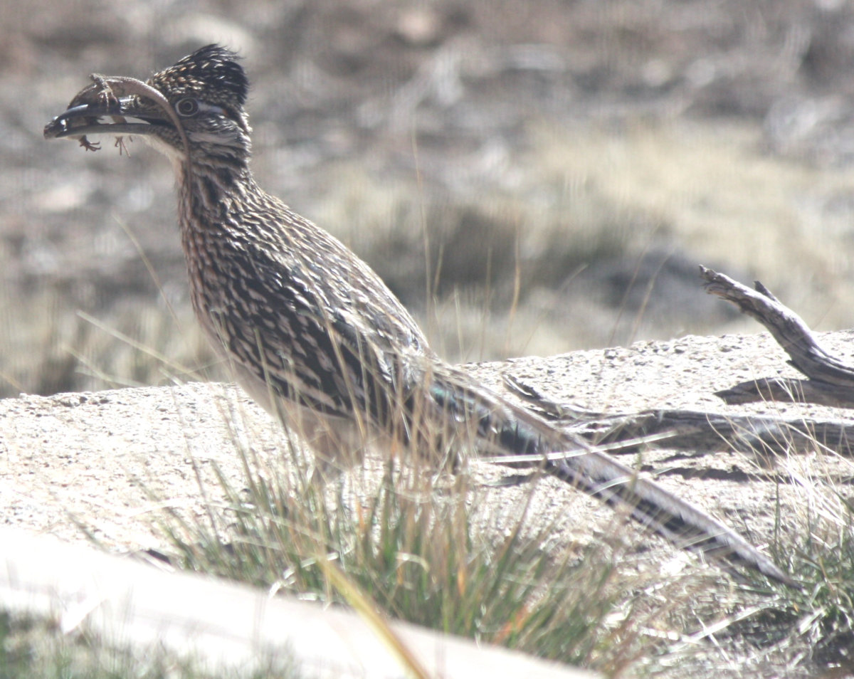 [Greater roadrunner]