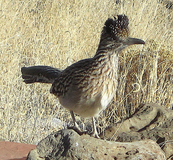 [Greater roadrunner]