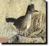 [ Greater roadrunner ]