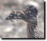 [ Greater roadrunner ]