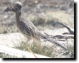 [ Greater roadrunner ]