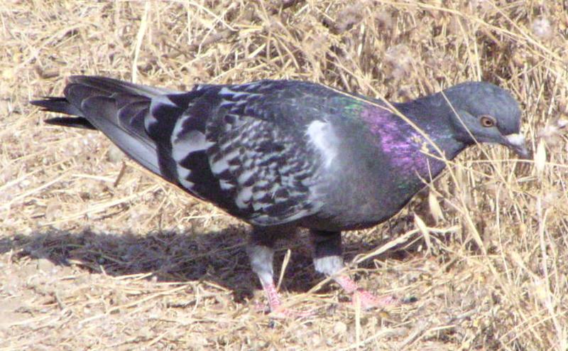 [Rock pigeon]