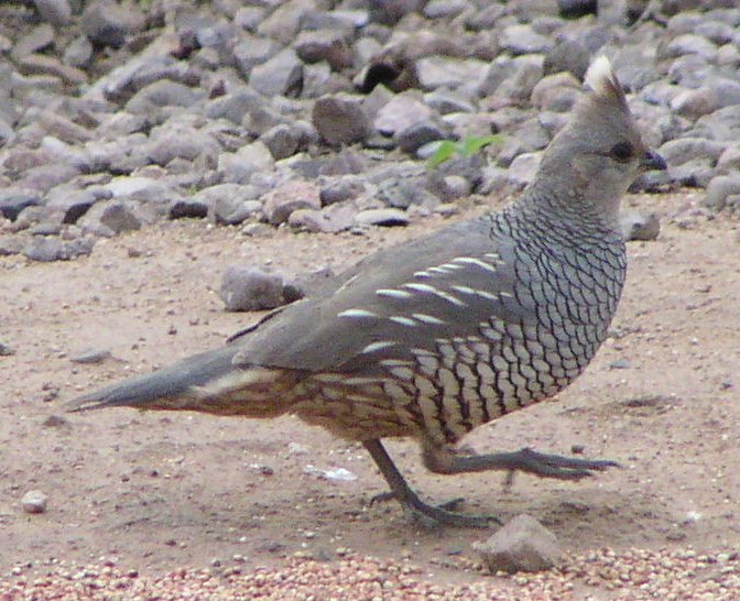 [Scaled quail]