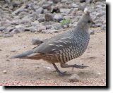 [ Scaled quail ]