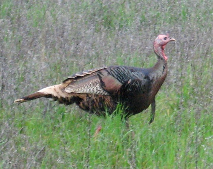 [Wild turkey]