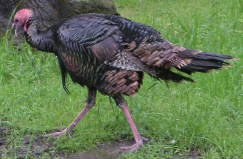 [Wild turkey]